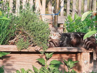 Bild 11 aus  Ferienhaus Zur Tenne