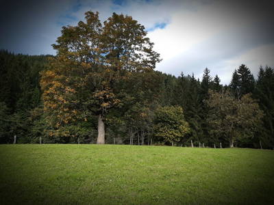 Bild 3 aus  Simmern