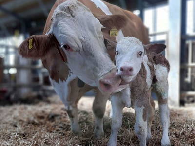 Bild 12 aus  Grainmeister