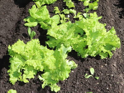 Bild 48 aus  Panorama Hof Fa. Sereinig