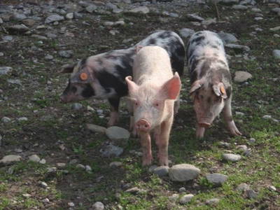 Bild 22 aus  Bräuhauser