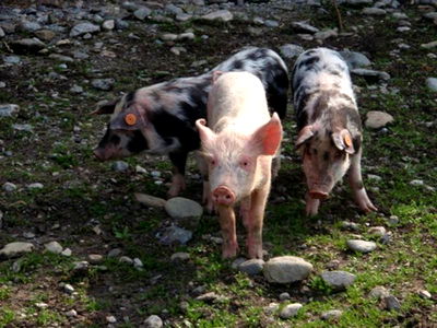 Bild 24 aus Bräuhauser