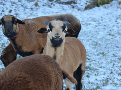 Bild 83 aus  Obergrafenberger