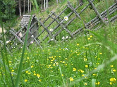 Bild 32 aus  Größingalm