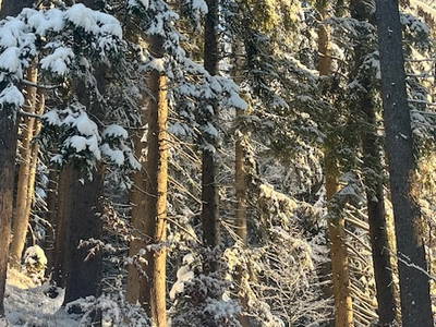 Bild 99 aus  Ascherhof