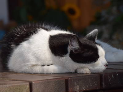 Bild 60 aus  Gästezimmer Weiß