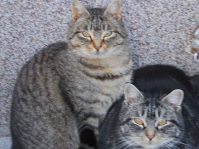 Bild 55 aus  Bräuhauser