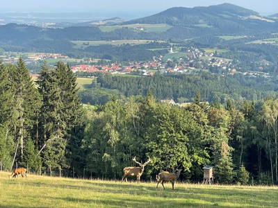 Bild 41 aus  Fuchs und Hase