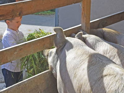 Bild 55 aus  am Jaukhof Fam. Stiendl