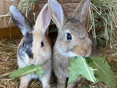 Bild 16 aus  Ederbauer