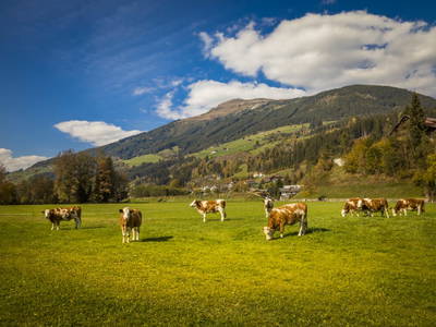 Bild 25 aus  Bio-Bauernhof Obertrattenbachhof