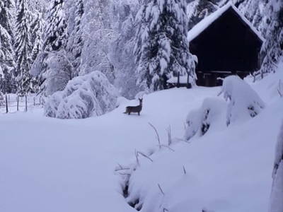 Bild 58 aus  Bacherhof