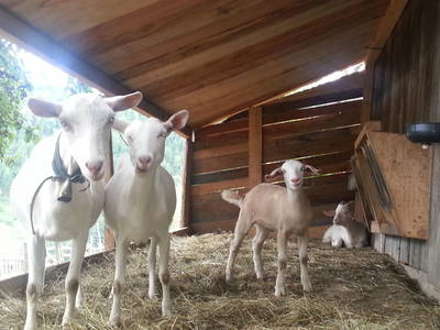 Bild 54 aus  Bauernhaus Gschwandner