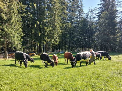 Bild 85 aus  Schmiedsipplhof 