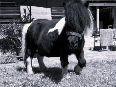 Bild 98 aus  Ferienbauernhof Berlinger