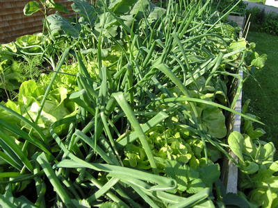 Bild 30 aus  SONNENHOF MAURER