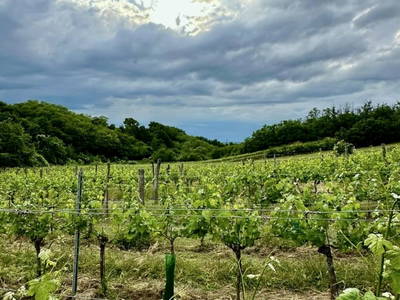 Bild 104 aus Ferienhaus Weinviertel