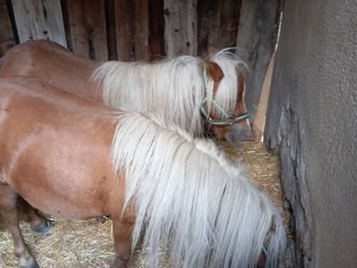 Bild 85 aus  Untergrabner Hütte