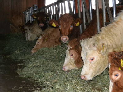 Bild 57 aus  Dorner Hof