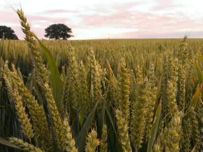 Bild 18 aus  Gut Petersdorf