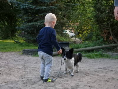 Bild 22 aus  Fjordgestüt Süderstapel GbR
