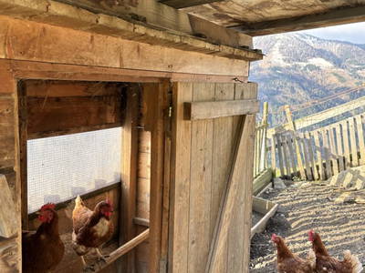 Bild 113 aus  Schuistlhof