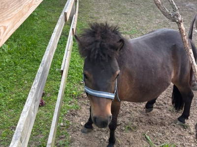 Bild 78 aus  Sachsenbucherhof