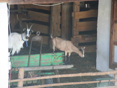 Bild 129 aus  Kaspergut