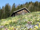 Bild 63 aus  Landhaus Eiter