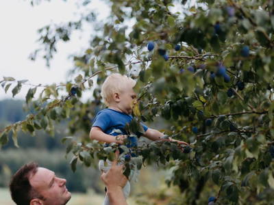 Bild 71 aus  Biohof Greflgut