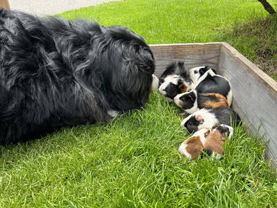 Bild 35 aus  Lacknerhof in Liebenfels- Familie Klocker
