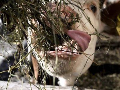 Bild 54 aus  Hinteregger