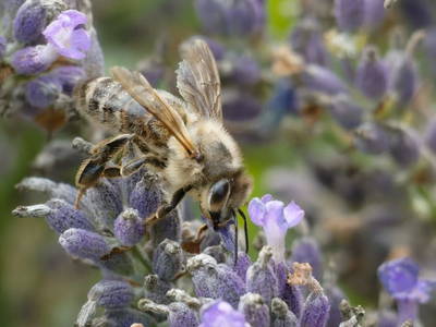 Bild 76 aus  Bauernhof Perhinig