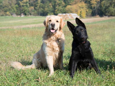 Bild 18 aus  Hippo-Campus Reit- und Therapiezentrum