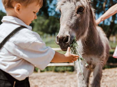 Bild 12 aus  Erlebnisbauernhof Englmeier