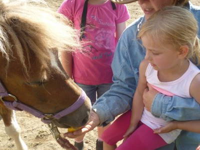 Bild 15 aus  Ferienhof Siemen