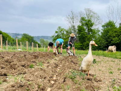 Bild 7 aus  MiklauTz Naturhof