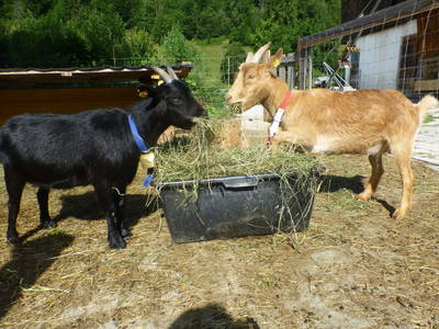 Bild 62 aus  Obersinnlehenhof