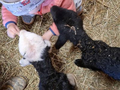 Tiere