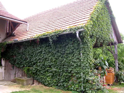 Bild 41 aus Bio Bauernhof Landhaus Bender Ferienhaus Kellerstöckl