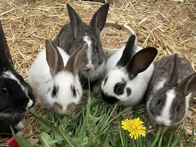 Bild 47 aus  Oberhaslachhof