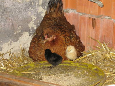 Bild 18 aus  Überlackner