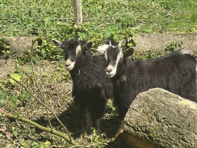 Bild 82 aus  Sachsenbucherhof