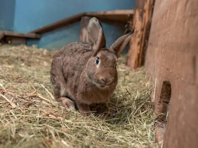 Bild 106 aus  Kinderbauernhof Albeineler Pitztal Tirol