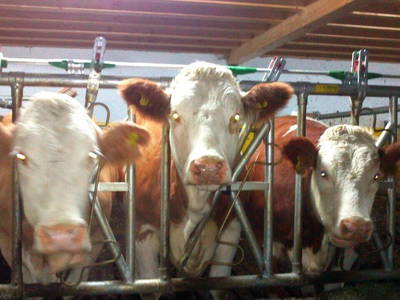 Bild 35 aus  Verwöhnbauernhof im Mühlviertel