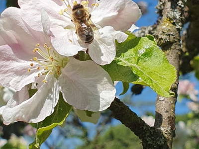 Bild 23 aus Biohof Schöttelbauer