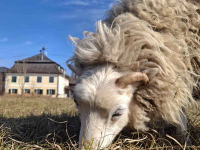 Bild 171 aus  Zehentnerhof