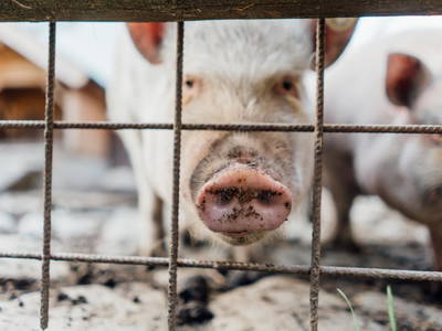 Bild 48 aus  Kinderbauernhof Scharrerhof