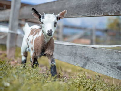 Bild 162 aus  Kinderbauernhof Albeineler Pitztal Tirol