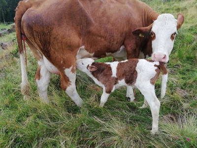 Bild 30 aus  Hofchalets Nikola